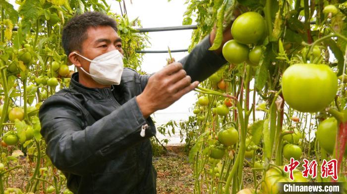 新疆昌吉市二六工镇大棚蔬菜种植户张飞正在查看大棚内的西红柿长势情况。　殷雪娟 摄