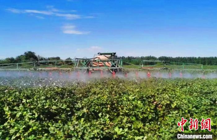 夏管时期，实施棉花病虫害防治(资料图)。　史玉江 摄