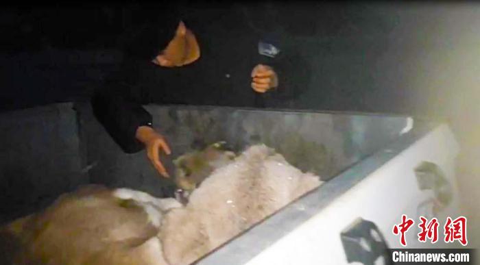 迁徙黄羊不慎跌伤新疆巴州民警深夜踏雪营救