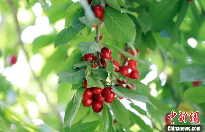 图为新疆喀什市农田里绿油油的樱桃树枝叶下娇艳欲滴的红樱桃格外喜人。　热衣丁　摄