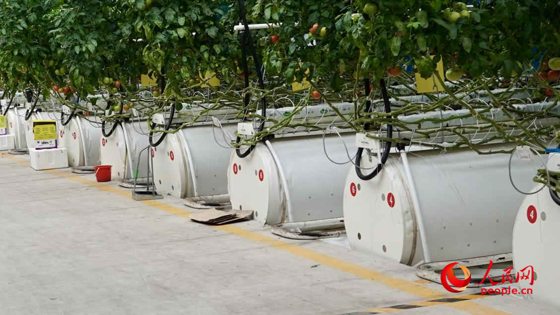 这里的番茄种植不用土，而是椰糠基质。人民网 李龙摄