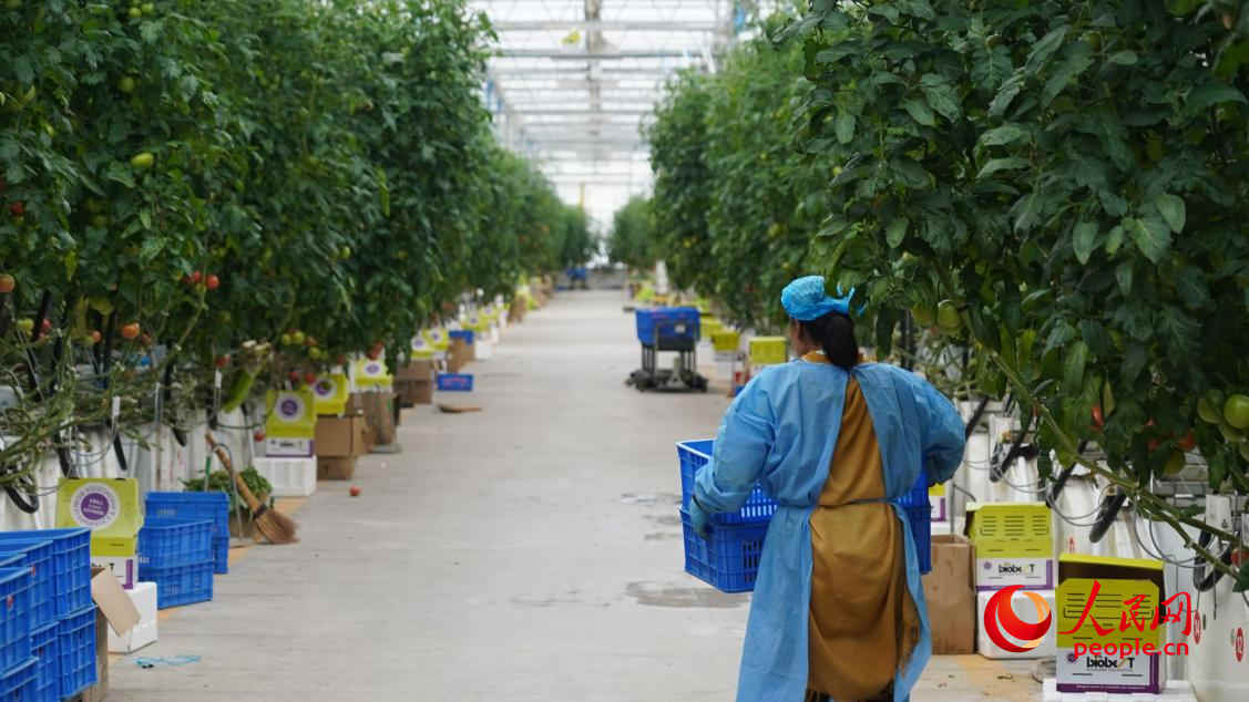 一行行番茄排列整齐，叶面硕大鲜绿，果实晶莹剔透，工人们穿梭其中忙着采摘。人民网 李龙摄