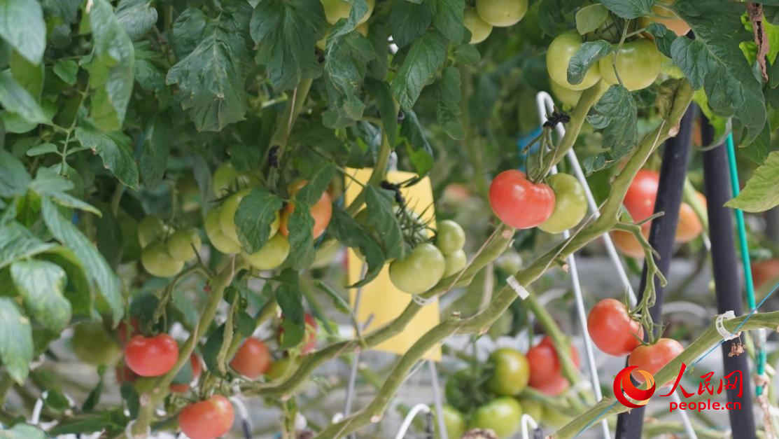 种植的大果番茄，每穗可结果四五个。人民网 李龙摄