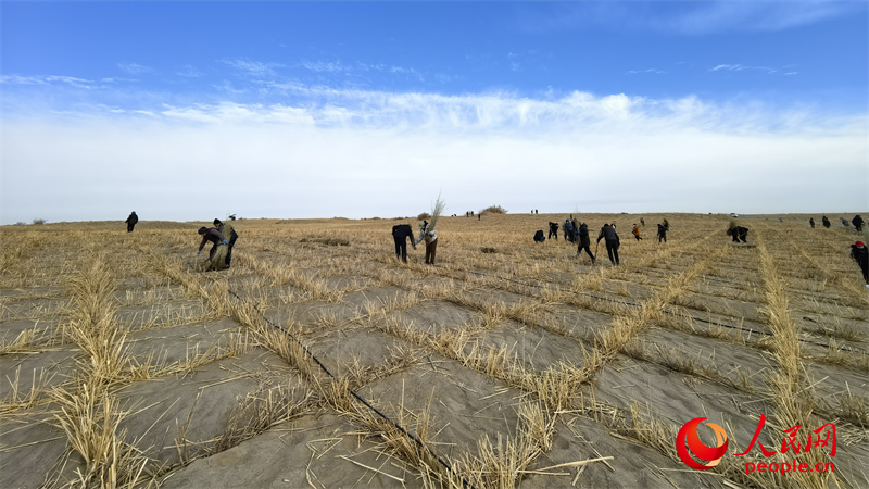 新疆民丰县后河坝沙漠阻击区，当地民众在草方格内种植沙枣树苗。人民网记者 陈新辉摄