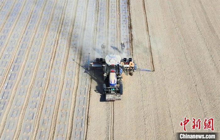 新疆焉耆垦区22万余亩辣椒全面铺膜