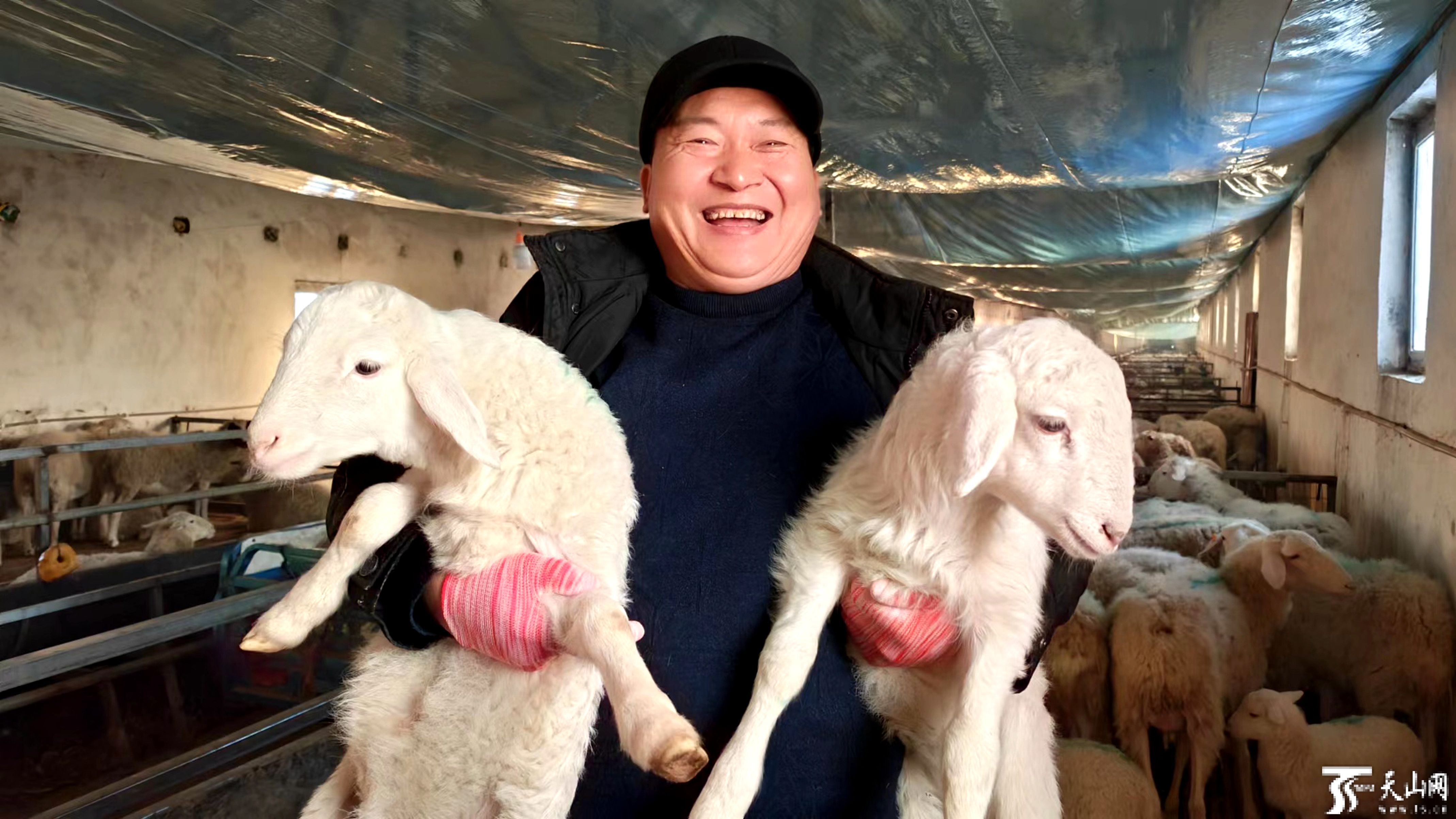 【生命伟大---母羊生产全过程摄影图片】赤峰市松山区纪实摄影_红山传人视觉_太平洋电脑网摄影部落